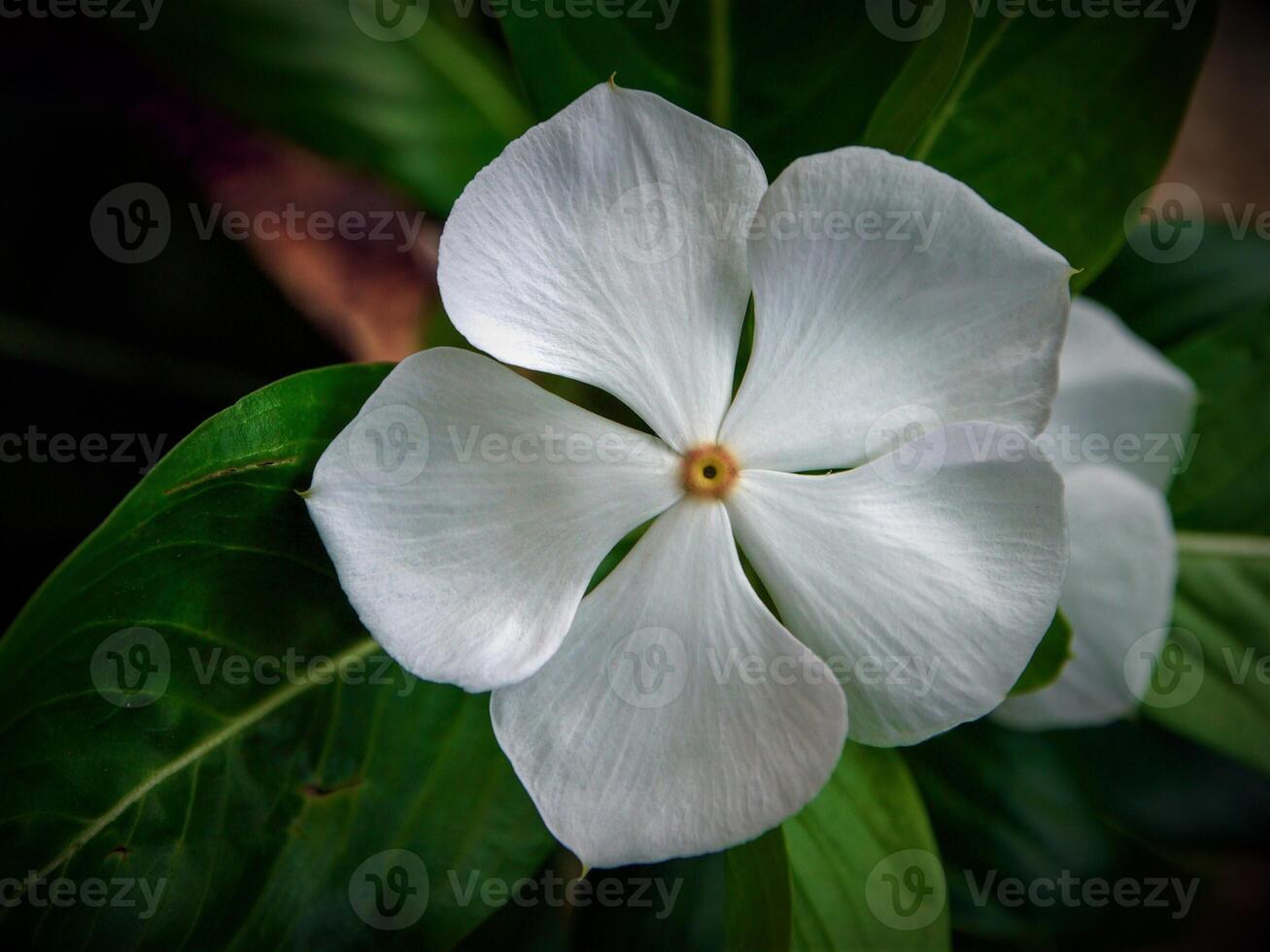 White flowers bloom in the spring photo