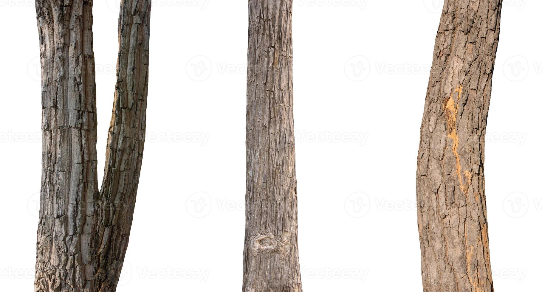 isolated tree trunk Collection on White background. photo