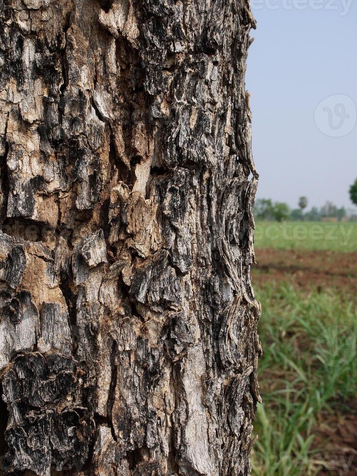 tree trunk isolated from background photo