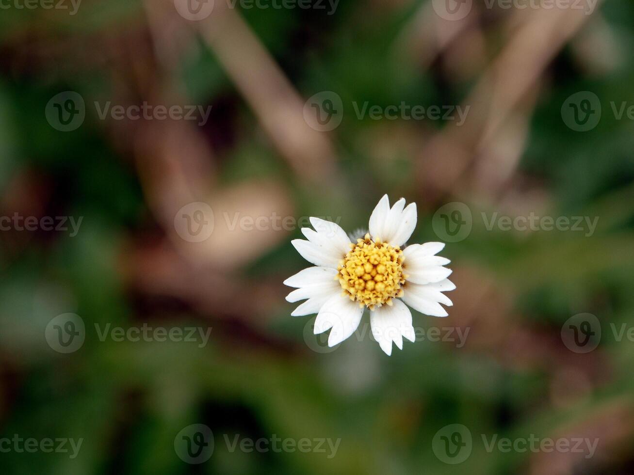 White flowers bloom in the spring photo