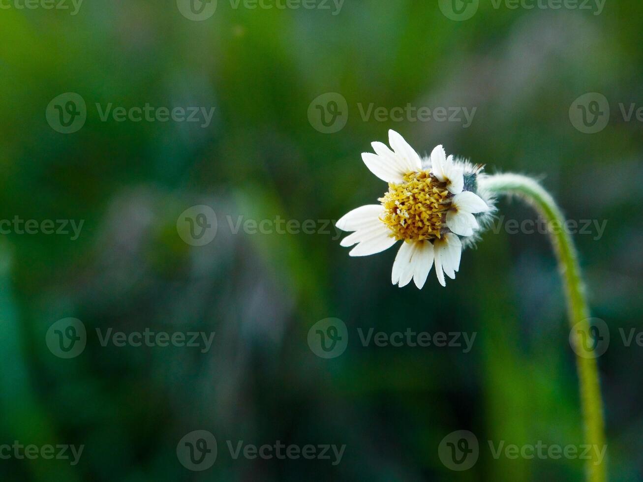 White flowers bloom in the spring photo