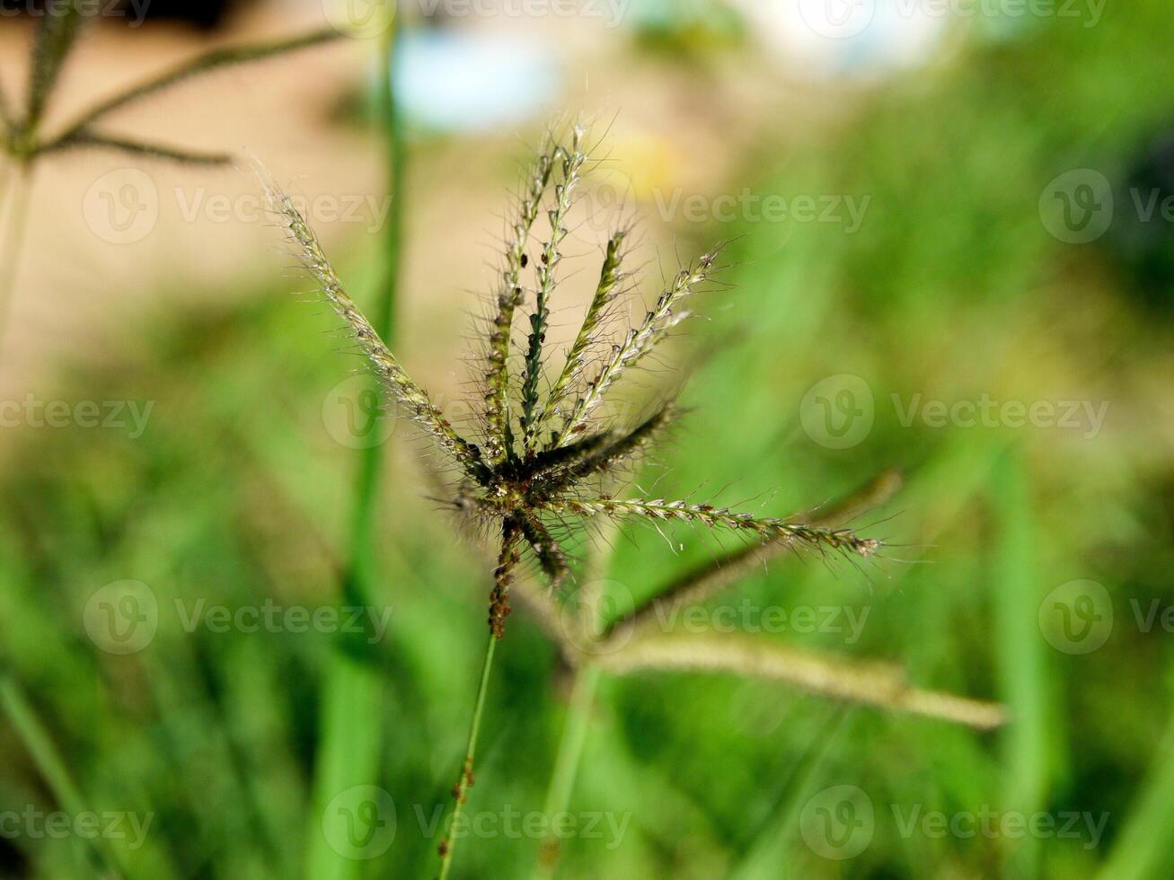 morning grass Flowers sunshine photo