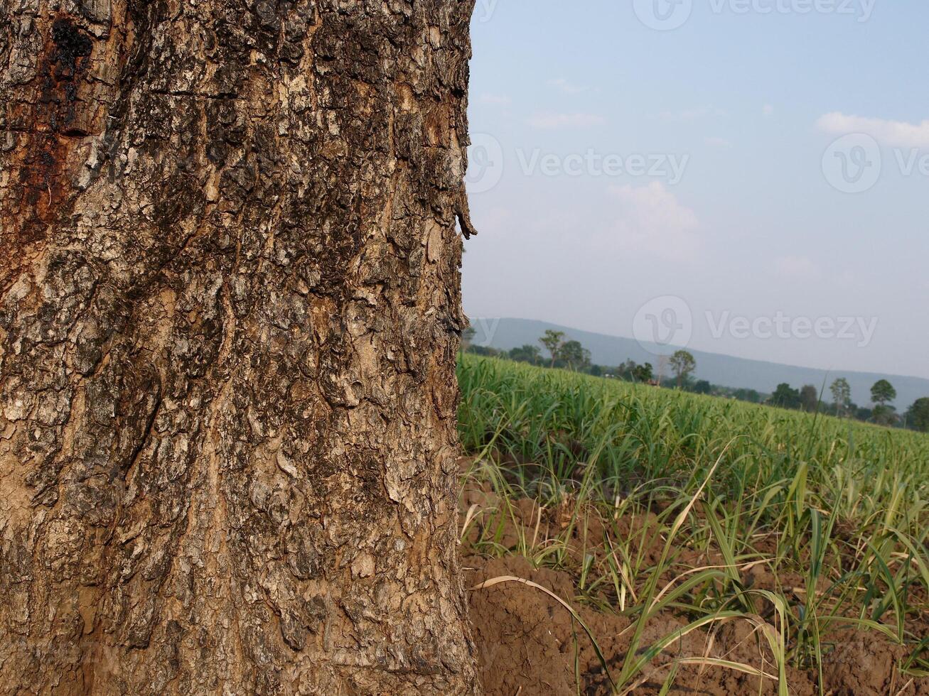 tree trunk isolated from background photo