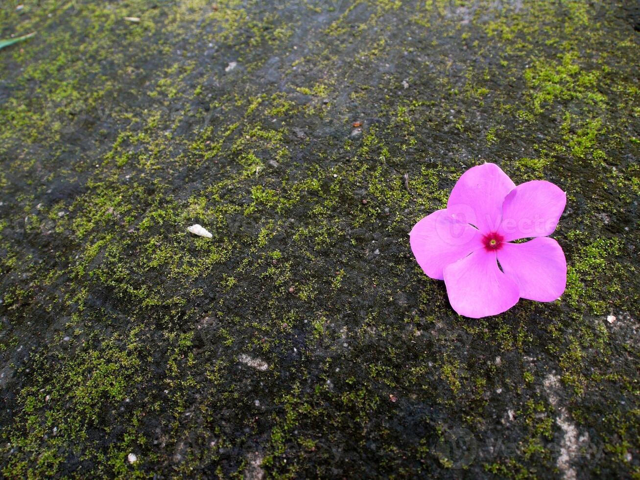 rosado flores floración en el primavera, hermosa rosado flores foto