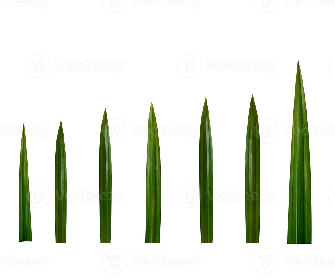 Pandan leaves on a white background photo