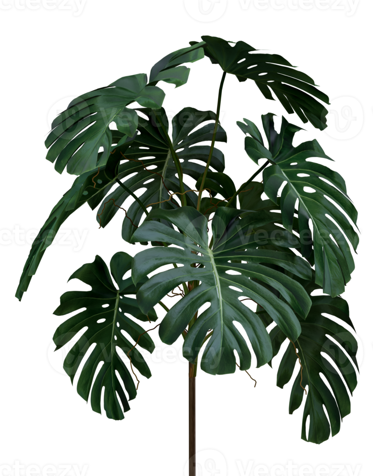 Green leaves of monstera or split-leaf philodendron the tropical forest plant, evergreen vine isolated on background. 3D rendering png
