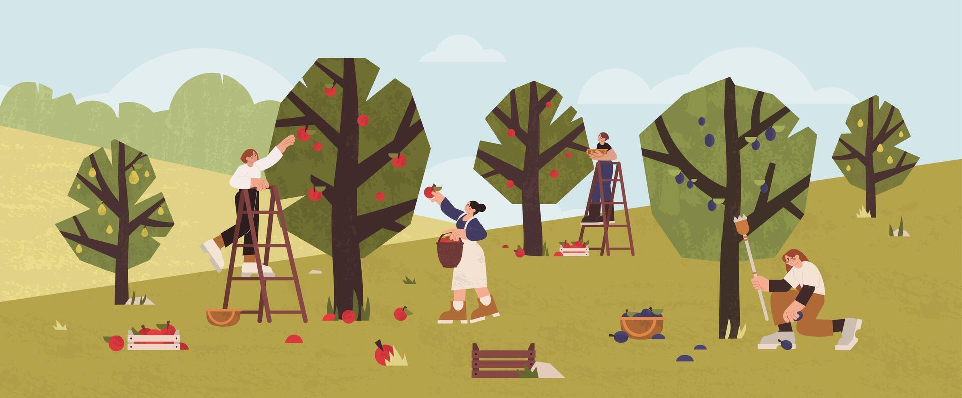 People gathering fruits in orchard into wooden baskets, boxes. Farmers picking ripe apples, plums and pears from trees in garden. Gardeners collecting harvest using ladders. Seasonal agricultural work vector