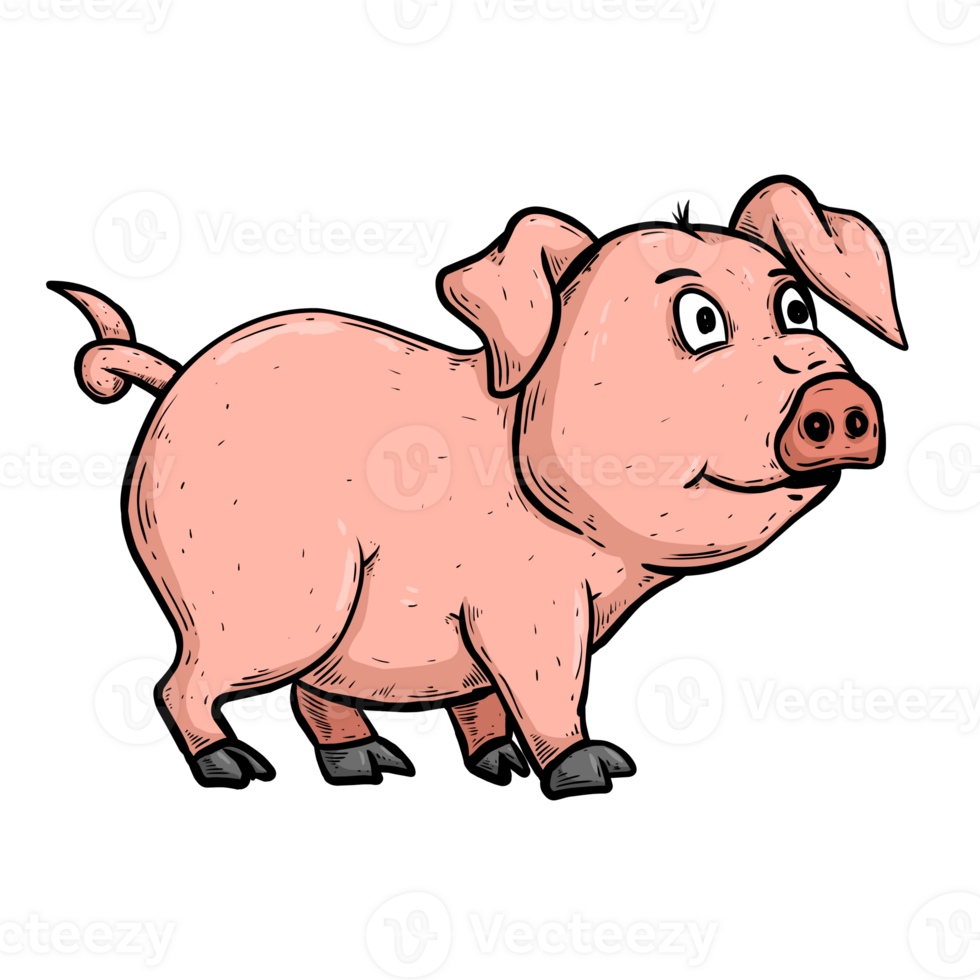 Illustration of pig png