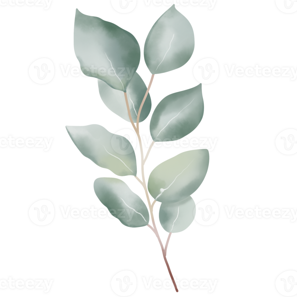 Eucalyptus branch watercolor style for decoration. png
