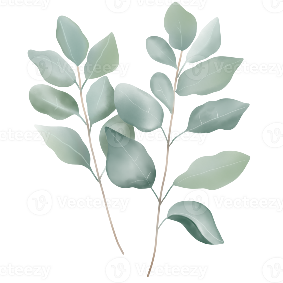 Watercolor isolated eucalyptus branches. png