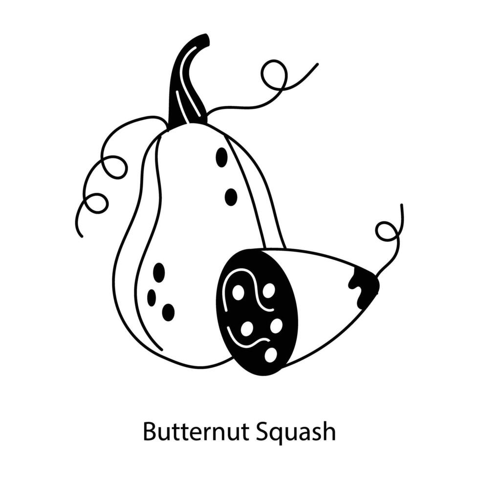 Trendy Butternut Squash vector