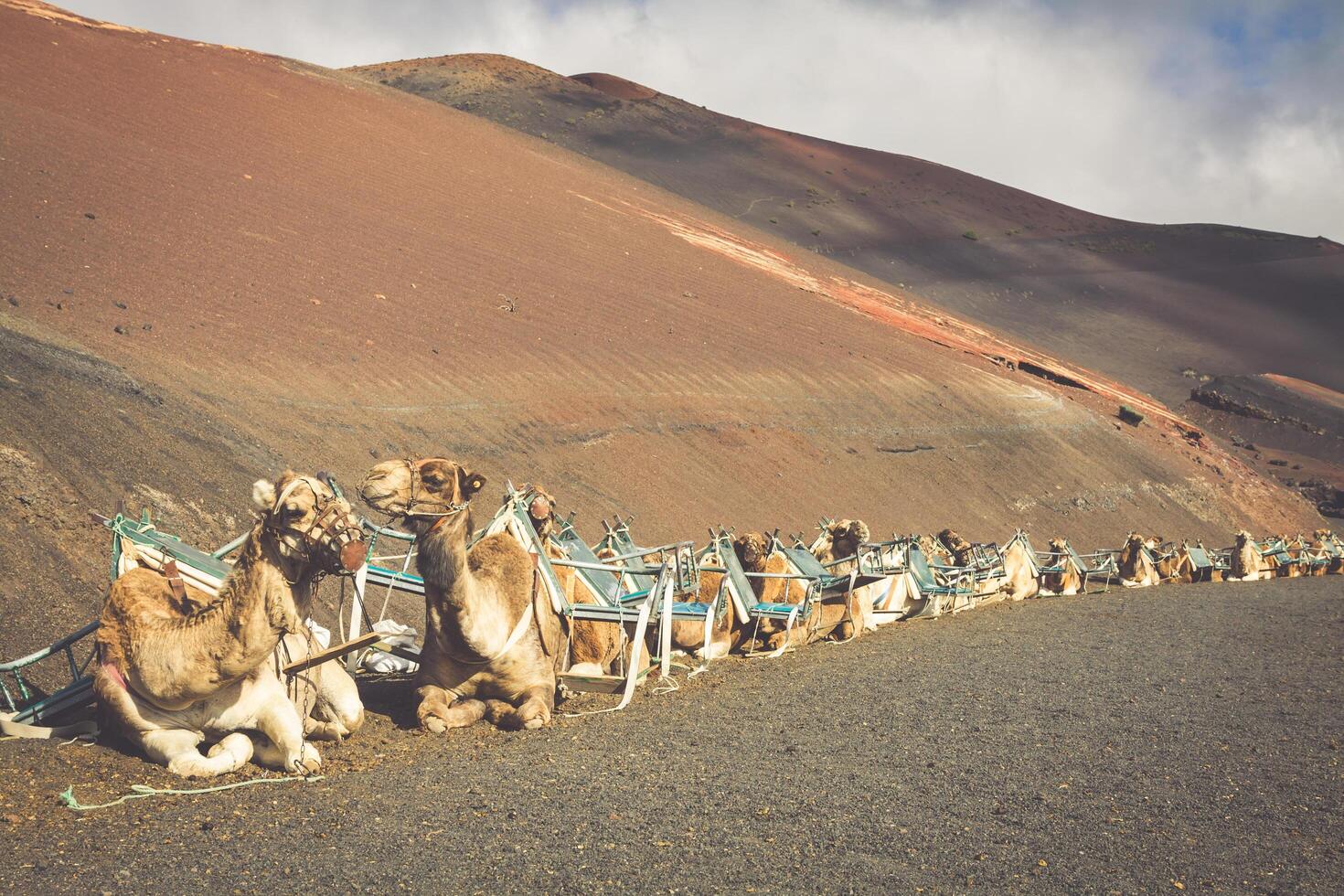 Caravan of camels in the desert on Lanzarote in the Canary Islands. Spain photo