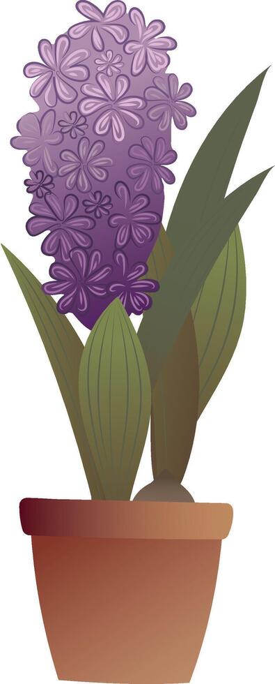 Hyacinth. Purple flower in a pot. High quality illustration. vector