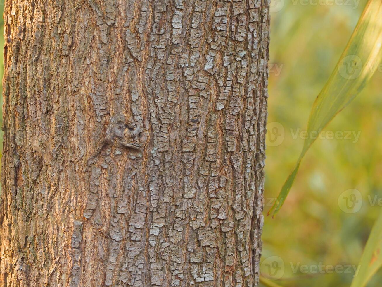 Close-up of tree textures in summer forest for natural and environmental backgrounds. photo