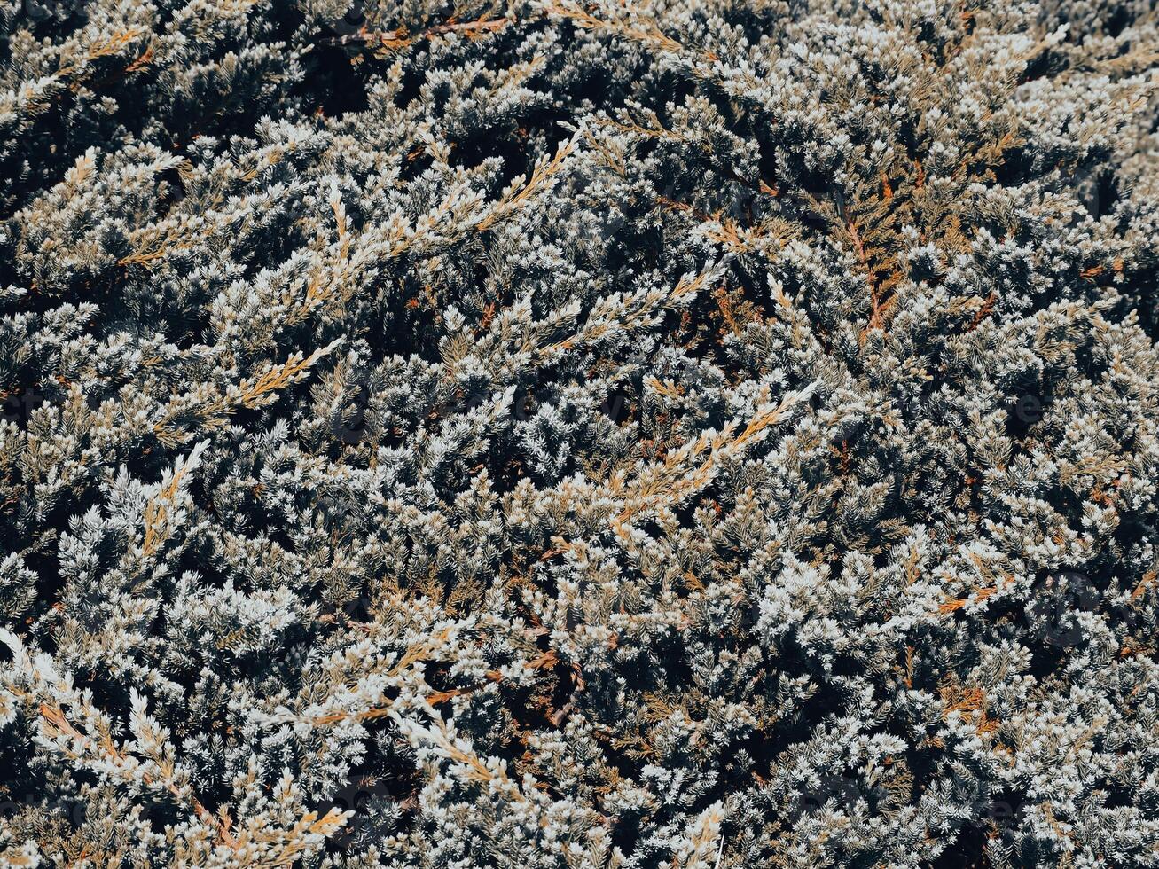 Close-up shot of creeping pine leaves in a mountain garden photo