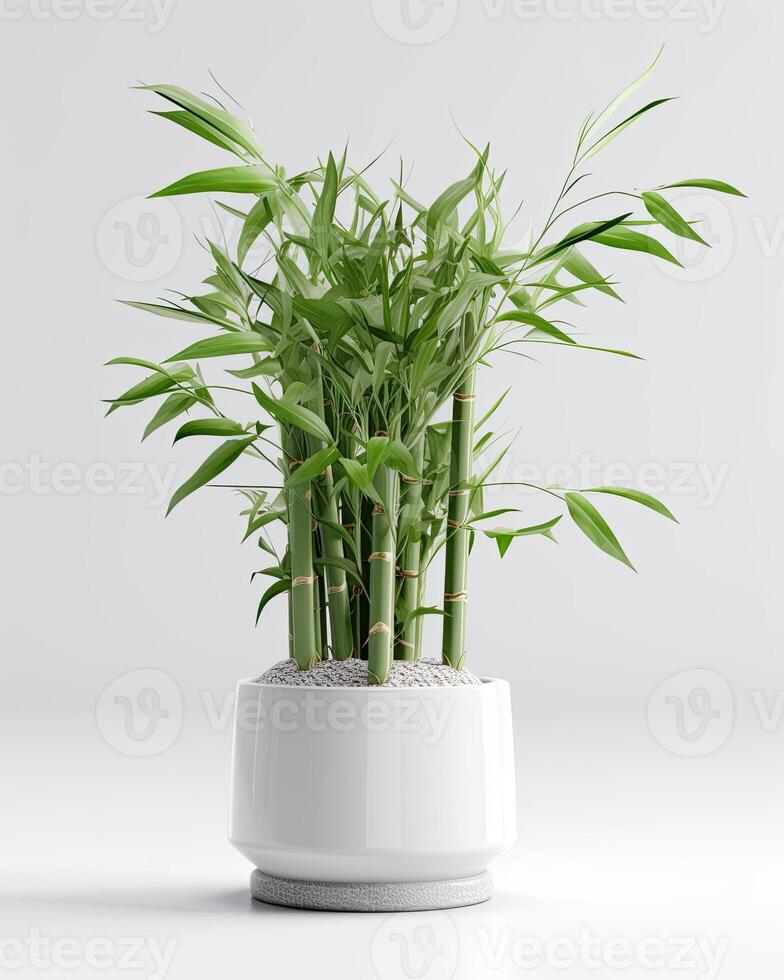 AI generated Bamboo in a white pot photo