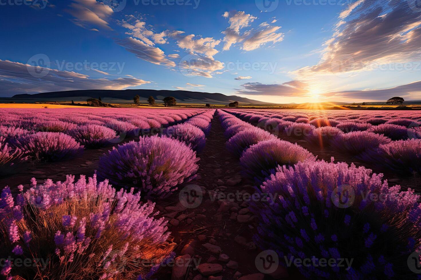 AI generated Lavender field in the summer with blue sky and clouds photo