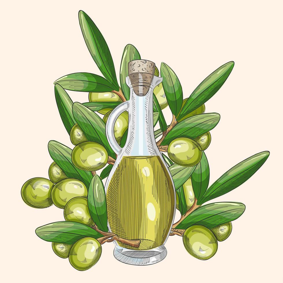 Hand drawn pencil olive set, branch and botle of olive oil. Handdrawn sketch of olives. illustration. EPS 10. vector