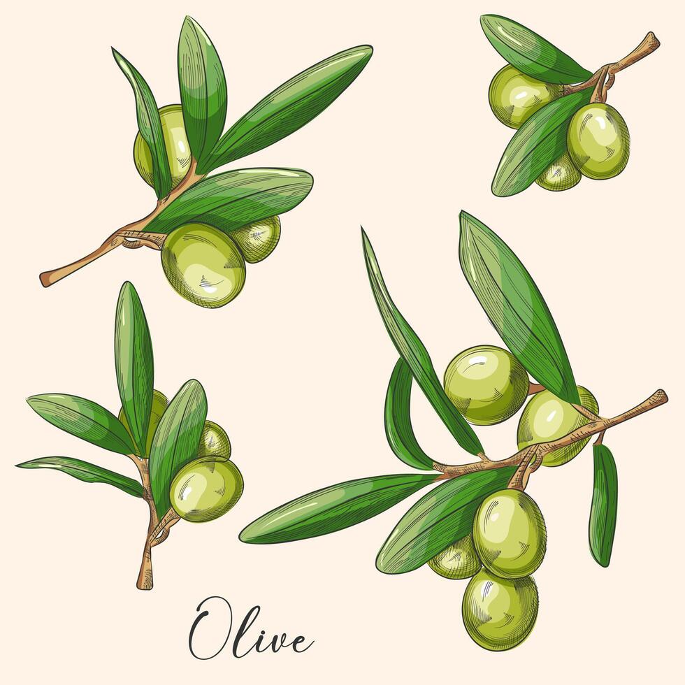 Green olives and leaves isolated on transparent background. Hand drove illustration, vintage. For labels, banner, packet. vector