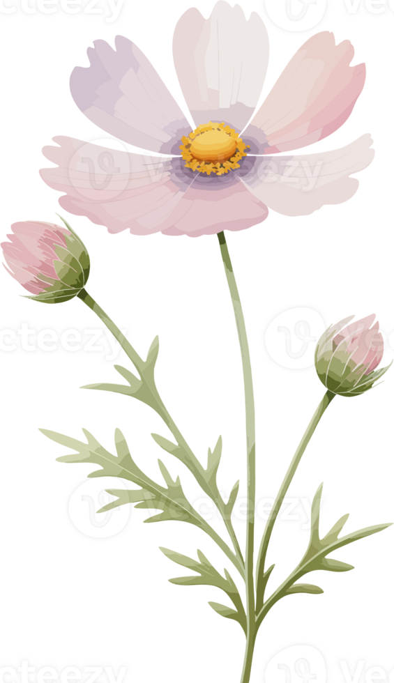 Pink daisy or cosmos flowers illustration isolated on transparent background, floral design element for card, October birth month flowers, spring clipart, summer, garden, wildflowers, botany, mother png