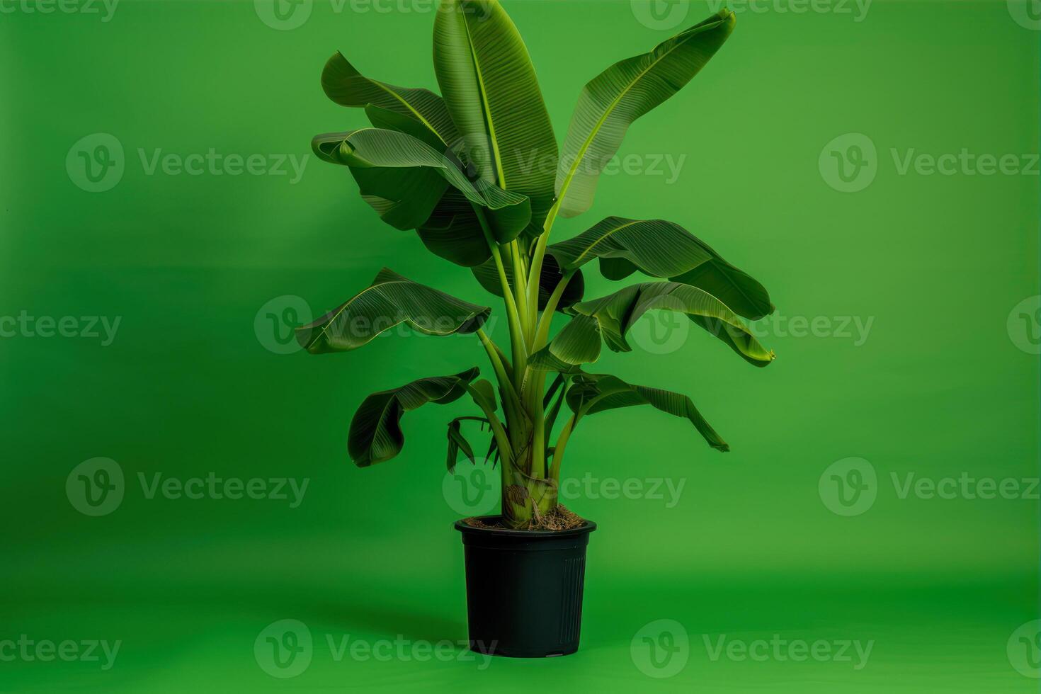 ai generado plátano planta en un maceta en un verde antecedentes con Copiar espacio foto