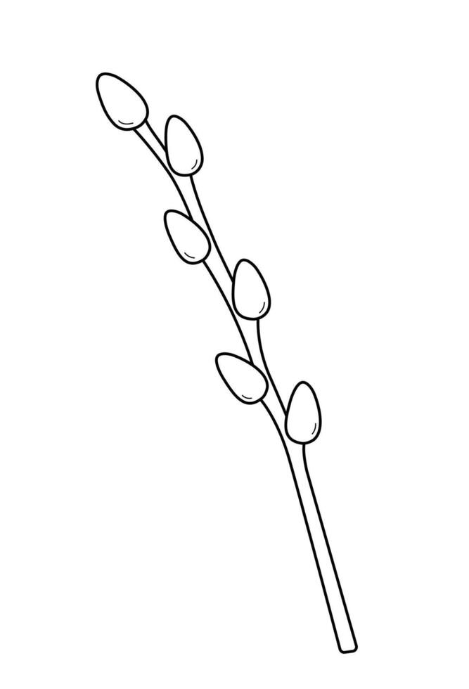 Spring twig of pussy willow in hand drawn doodle style. Easter botanical element. Palm Sunday. Isolated illustration. vector