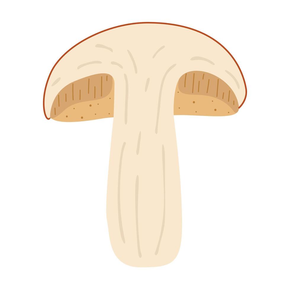 Orange birch bolete. halved mushroom. Leccinum fungi. Edible forest mushrooms. Vegetarian fungi brown cap boletus. Botanical flat illustration isolated on white background. vector