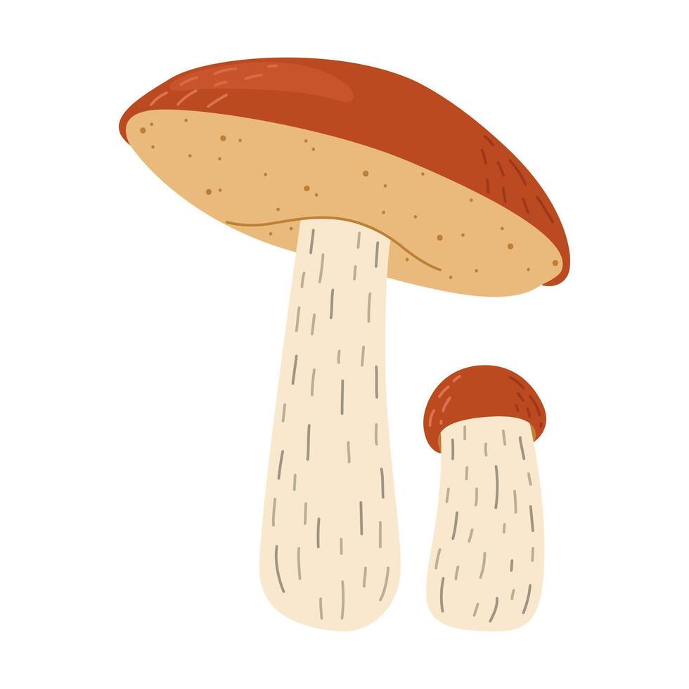 Orange birch bolete mushroom. Leccinum fungi. Edible forest mushrooms. Vegetarian fungi brown cap boletus. Botanical flat illustration isolated on white background. vector