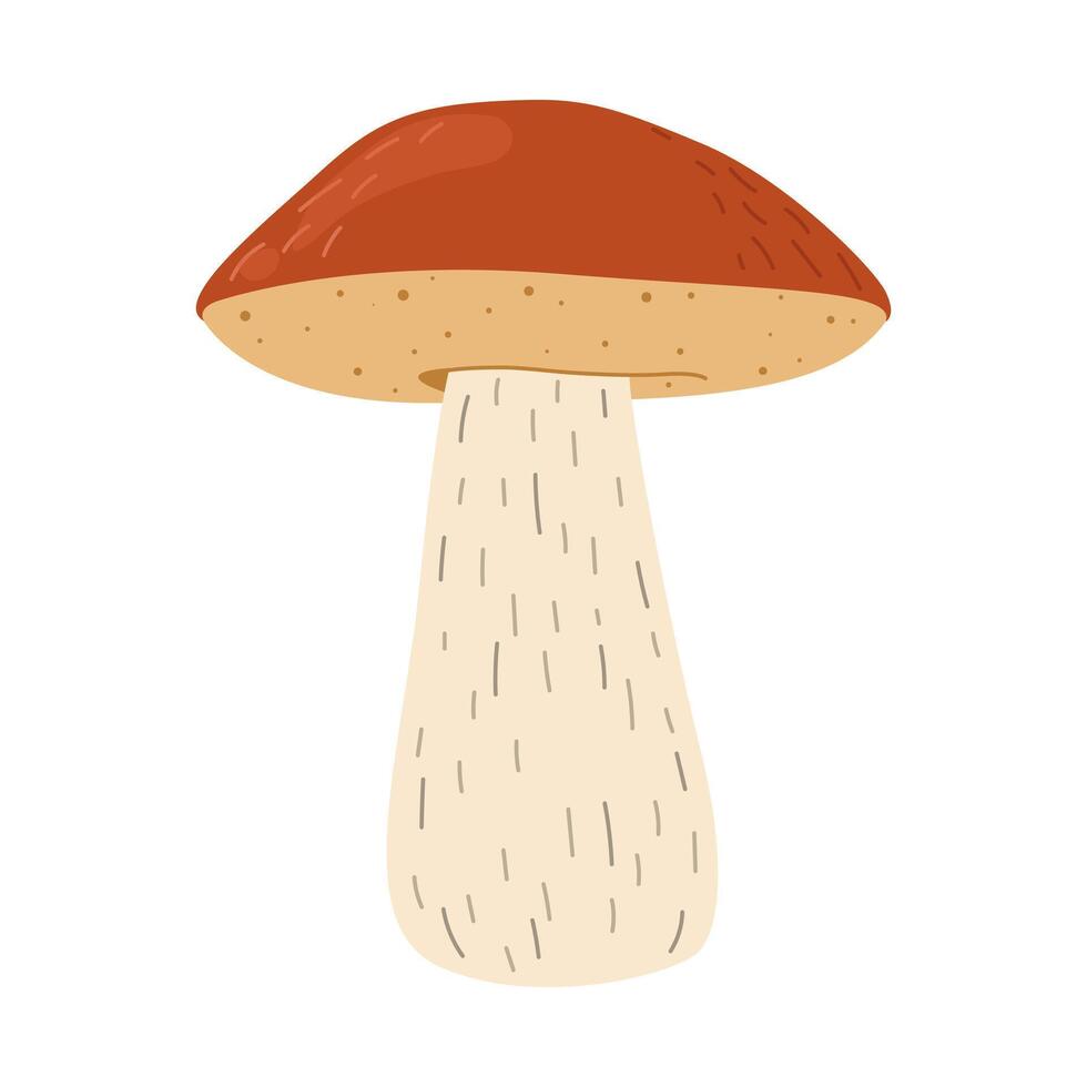 Orange birch bolete mushroom. Leccinum fungi. Edible forest mushrooms. Vegetarian fungi brown cap boletus. Botanical flat illustration isolated on white background. vector