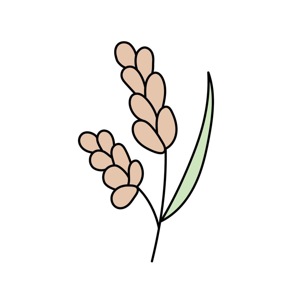 Wheat, cereals in doodle style. illustration . vector