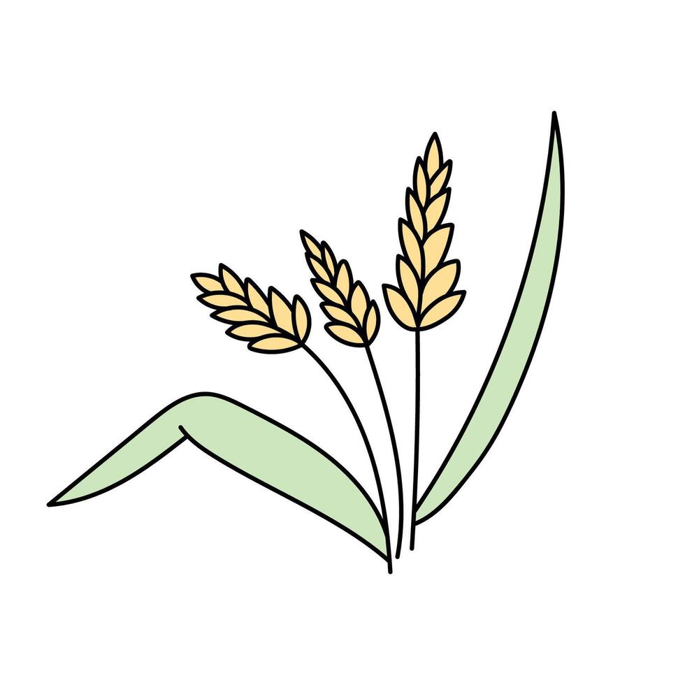 Wheat, cereals in doodle style. illustration . vector