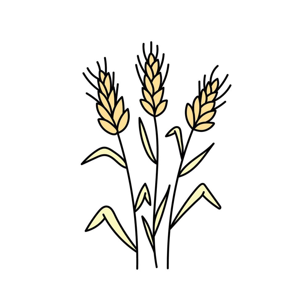 Wheat, cereals in doodle style. illustration . vector