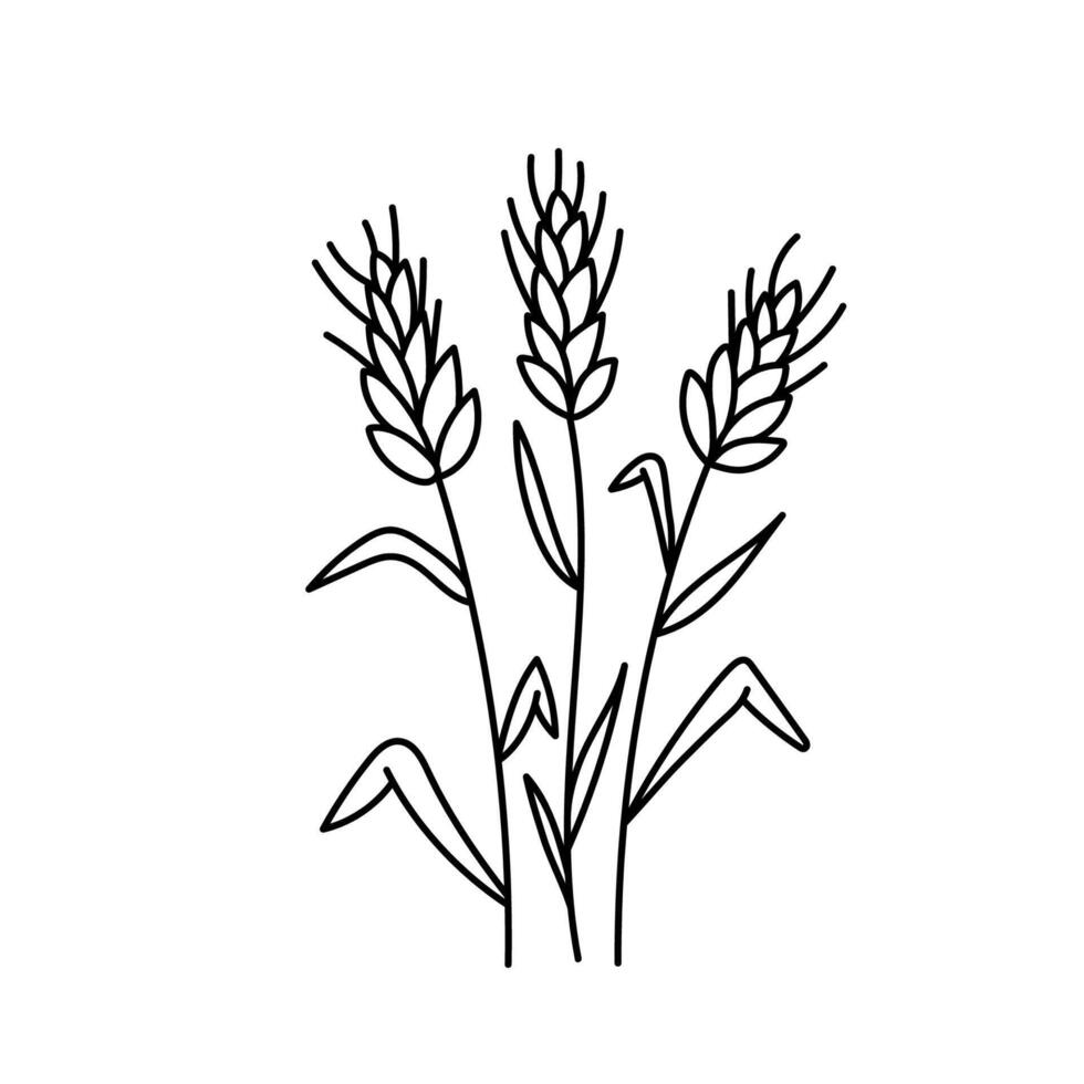 trigo, cereales en garabatear estilo. ilustración . vector