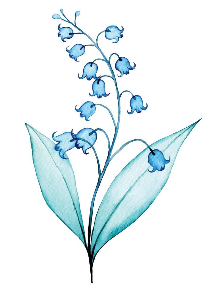 watercolor drawing, transparent lily of the valley flowers. delicate illustration, x-ray vector