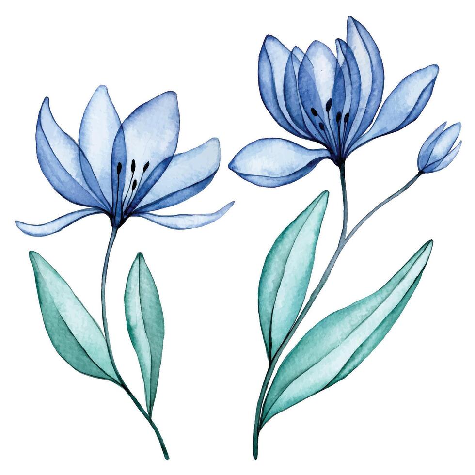 transparent flowers, watercolor drawing. blue wildflowers, x-ray vector