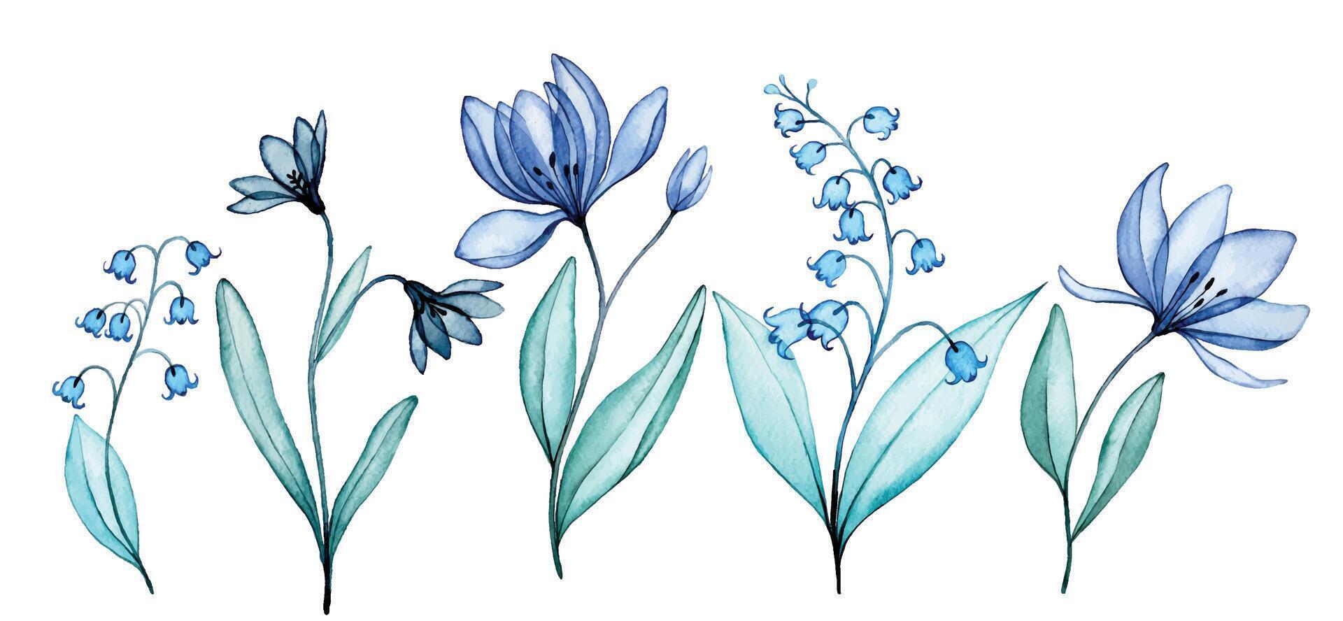 set of transparent flowers, watercolor drawing. blue wildflowers, lilies of the valley, x-ray vector