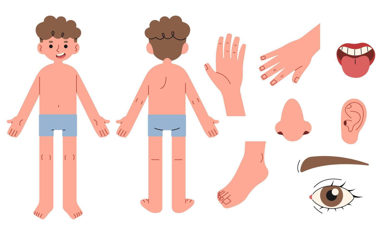 Body parts 6 on a white background, illustration. vector