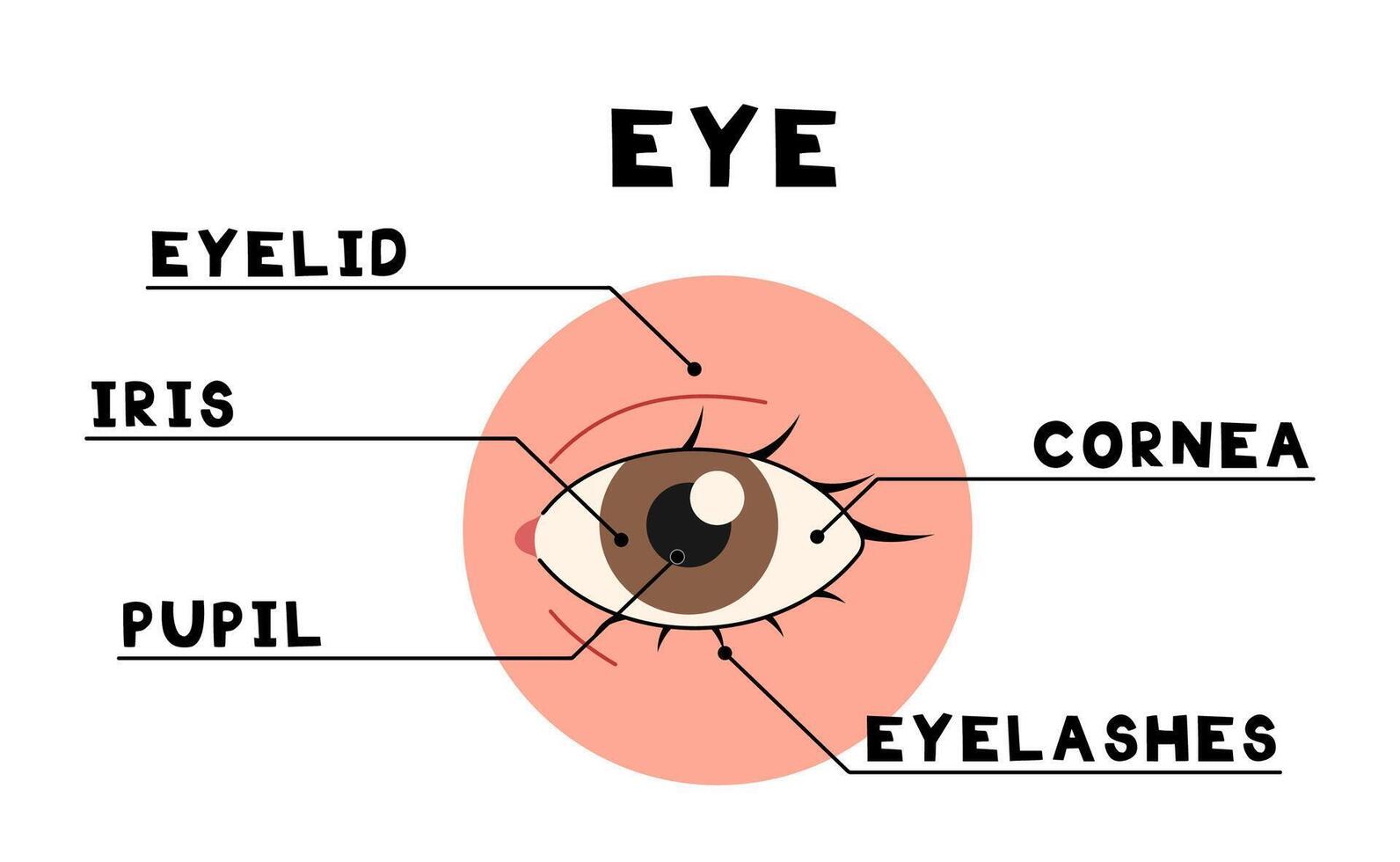 Body parts eye 8 cute on a white background, illustration. vector