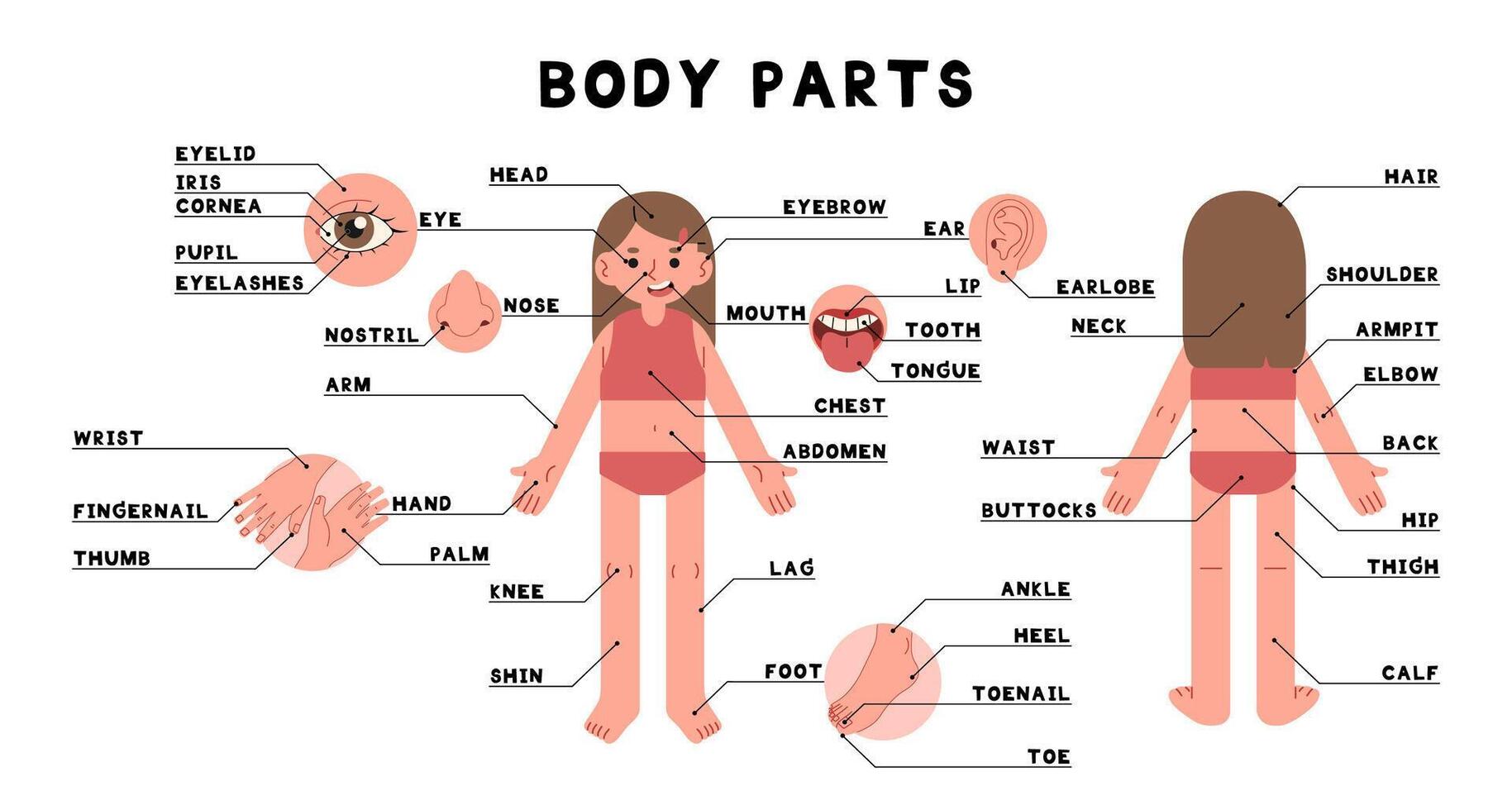 Body parts woman 2 cute on a white background, illustration. vector