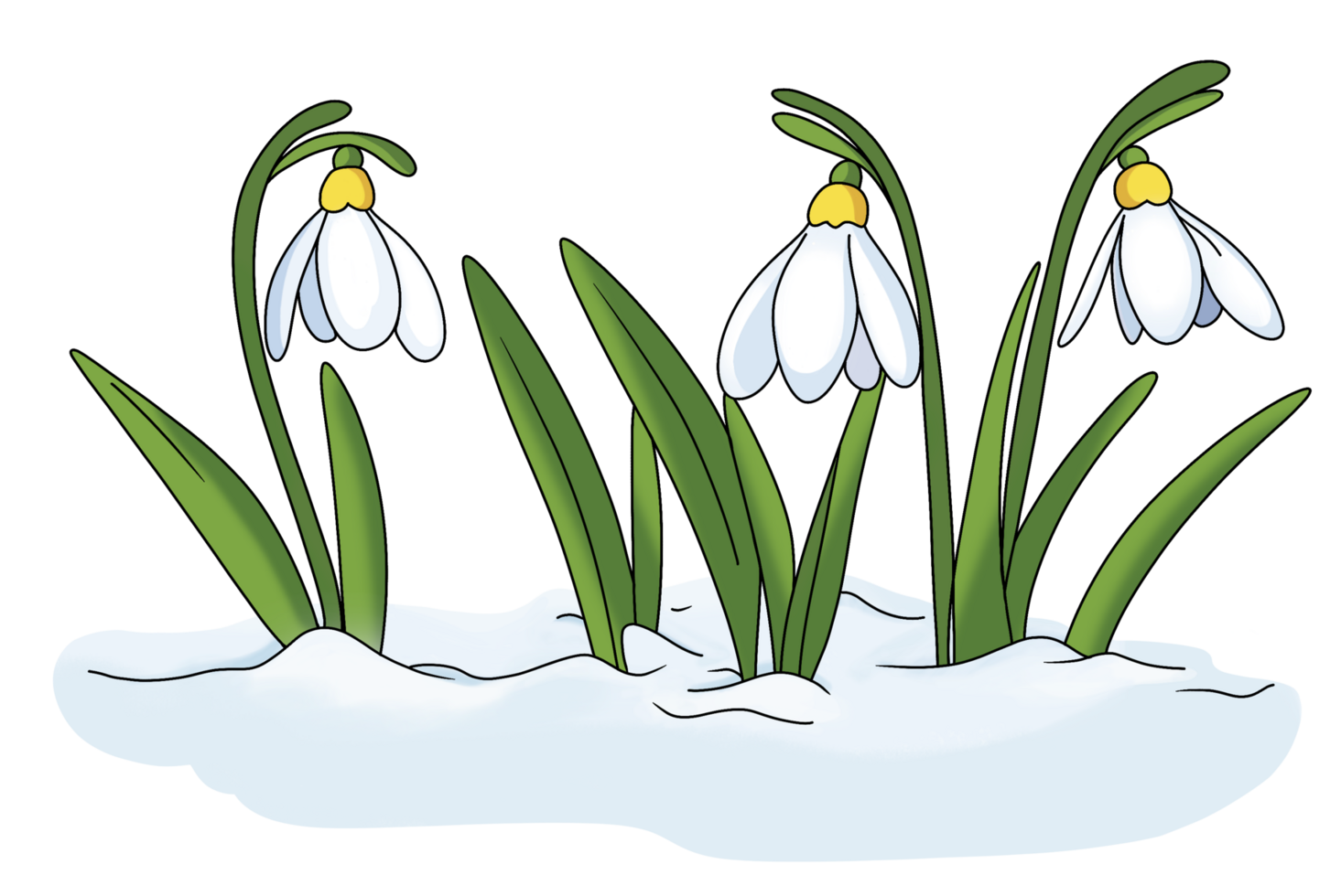 snödroppe vår blomma png