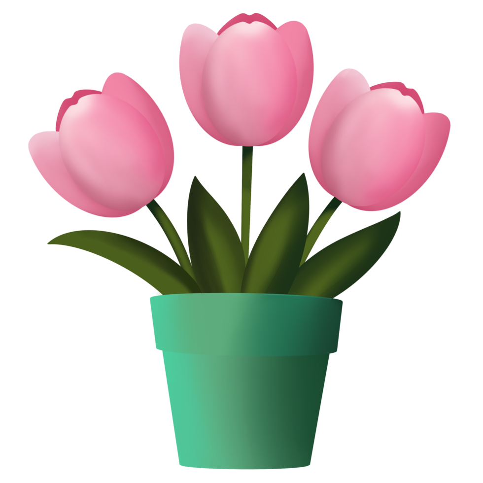 tulipani fiori primaverili png