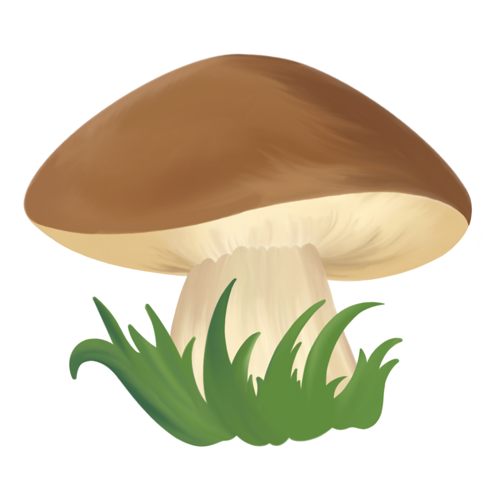 Mushroom Forest Illustration png