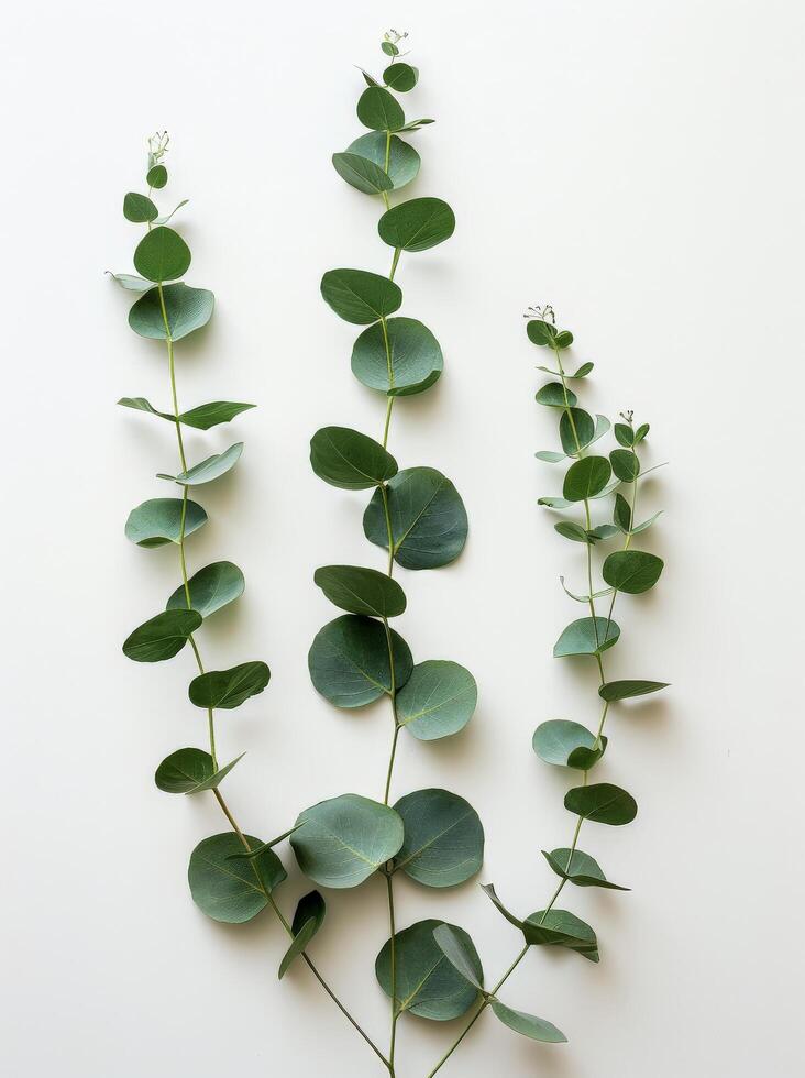 Green Plant With Leaves on White Background photo