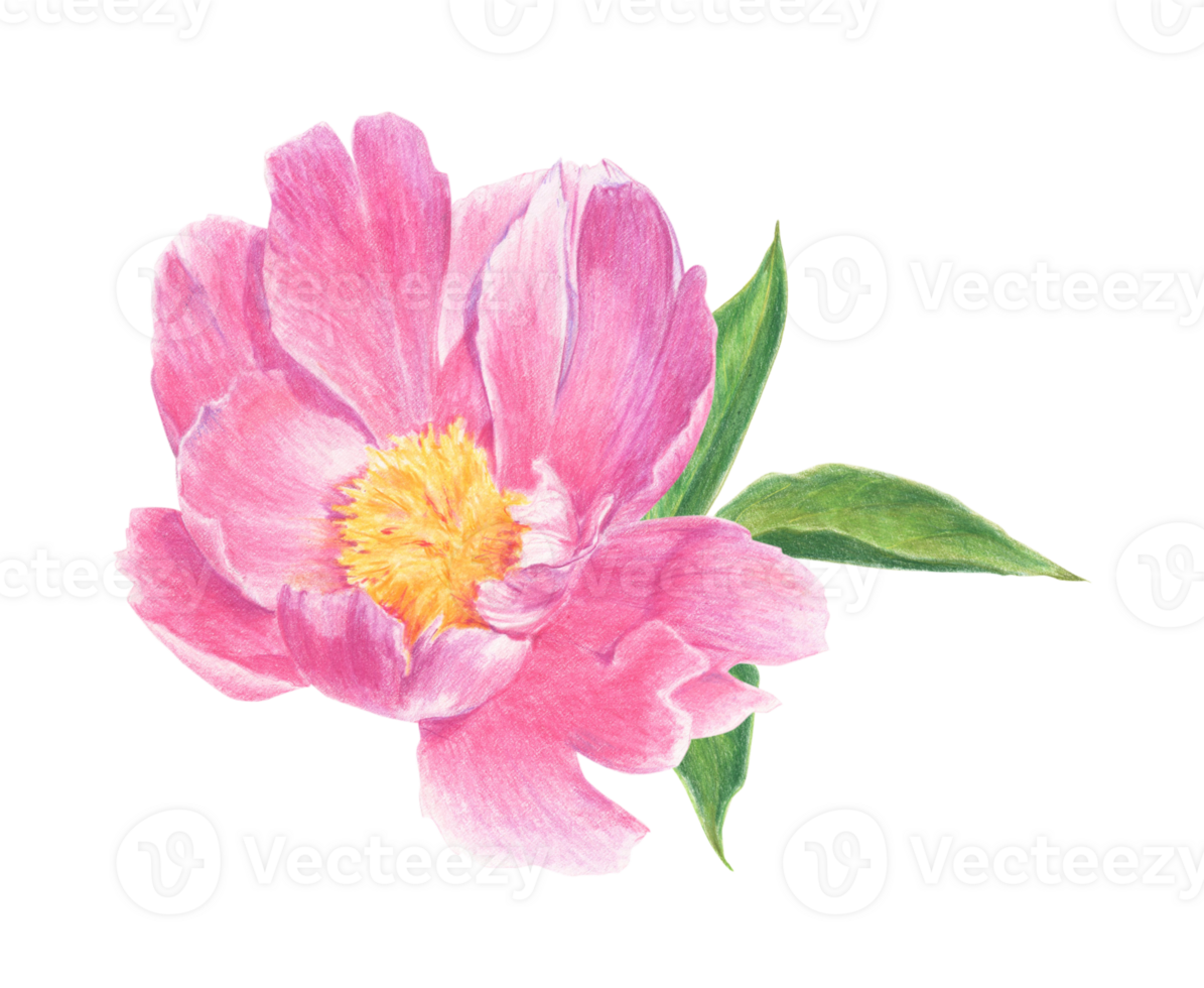 Pink peony drawn with colored pencils. Floral element isolated. For elegant summer and wedding projects, print creations and vintage style decorations. png