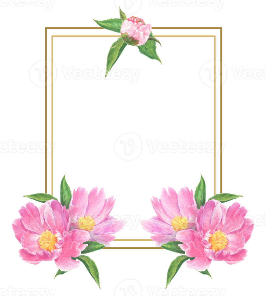 Frame of peony flowers and leaves drawn with colored pencils. Floral elements isolated. For elegant summer and wedding projects, print creations and vintage style decorations. png