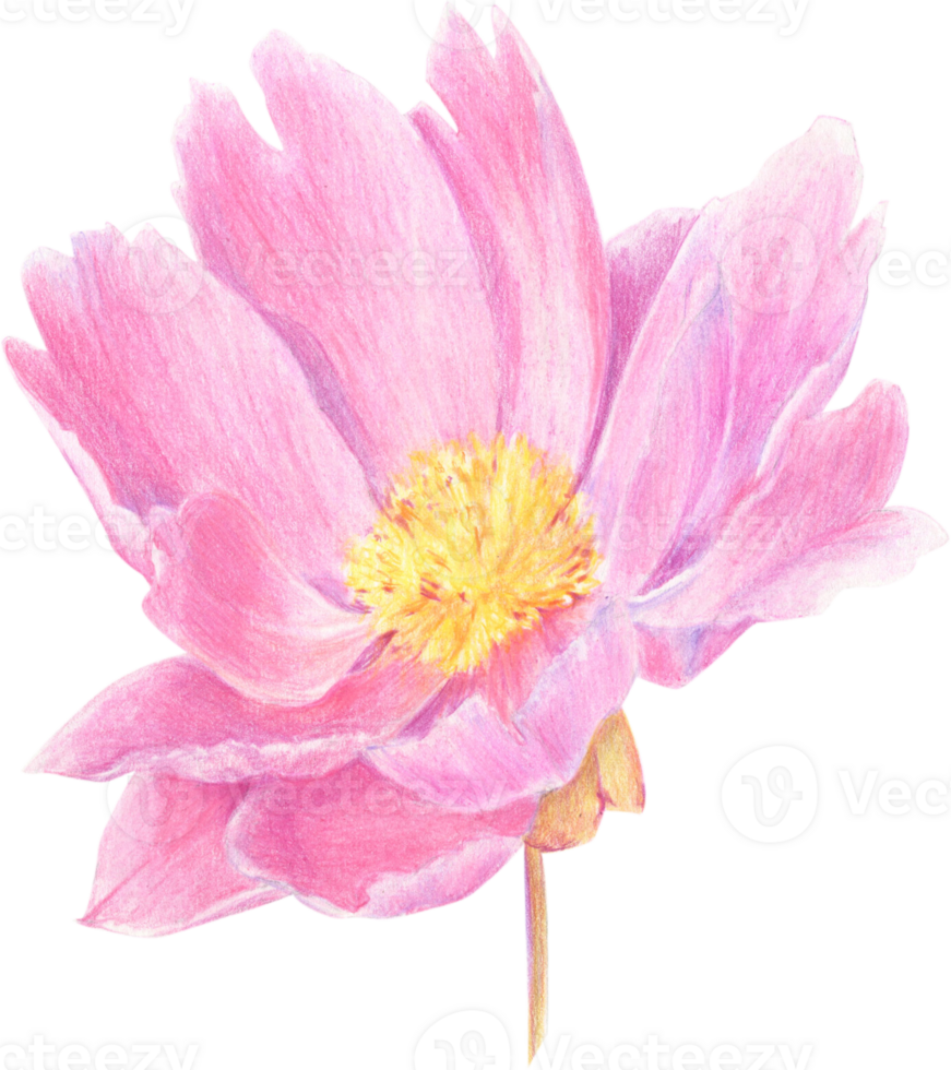 Pink peony drawn with colored pencils. Floral element isolated. For elegant summer and wedding projects, print creations and vintage style decorations. png