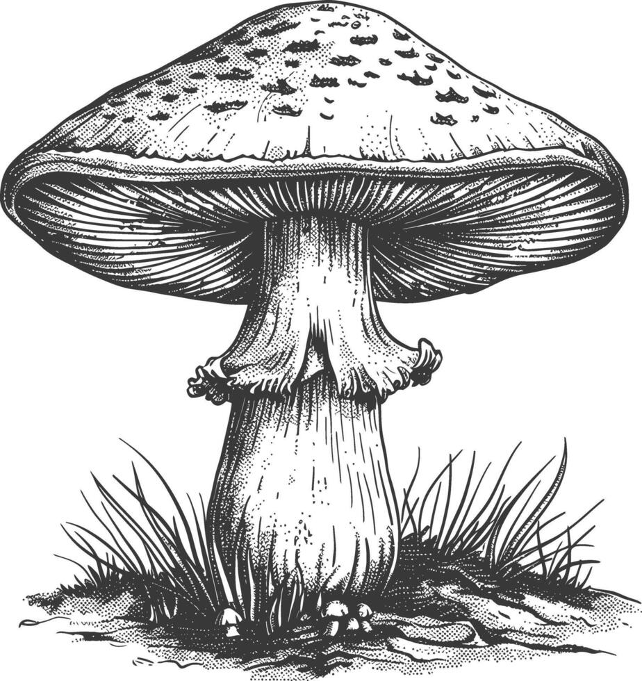 mushroom images using Old engraving style vector