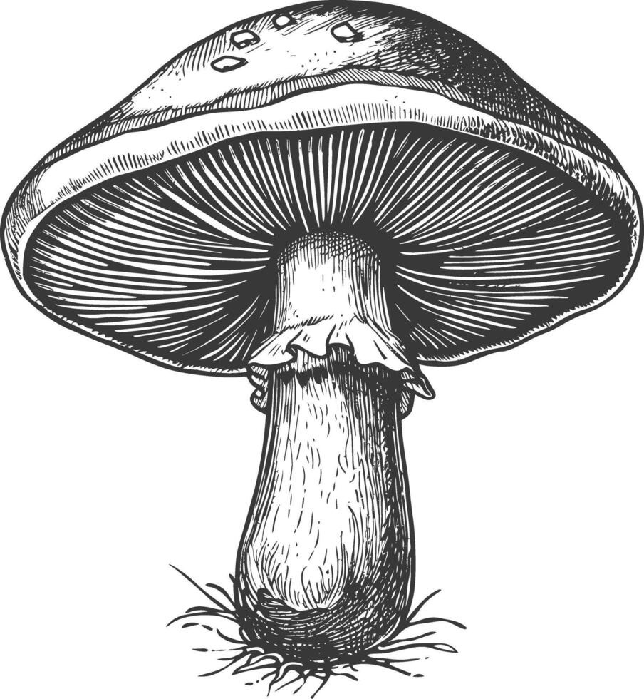 mushroom images using Old engraving style vector