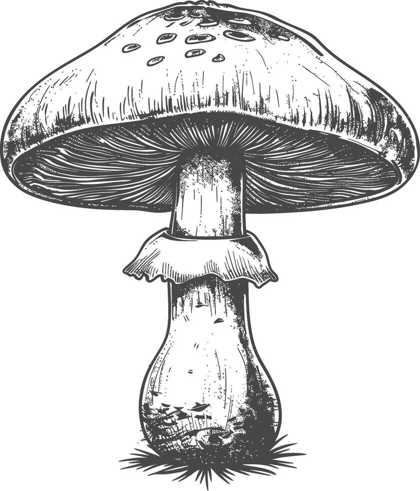 mushroom images using Old engraving style vector