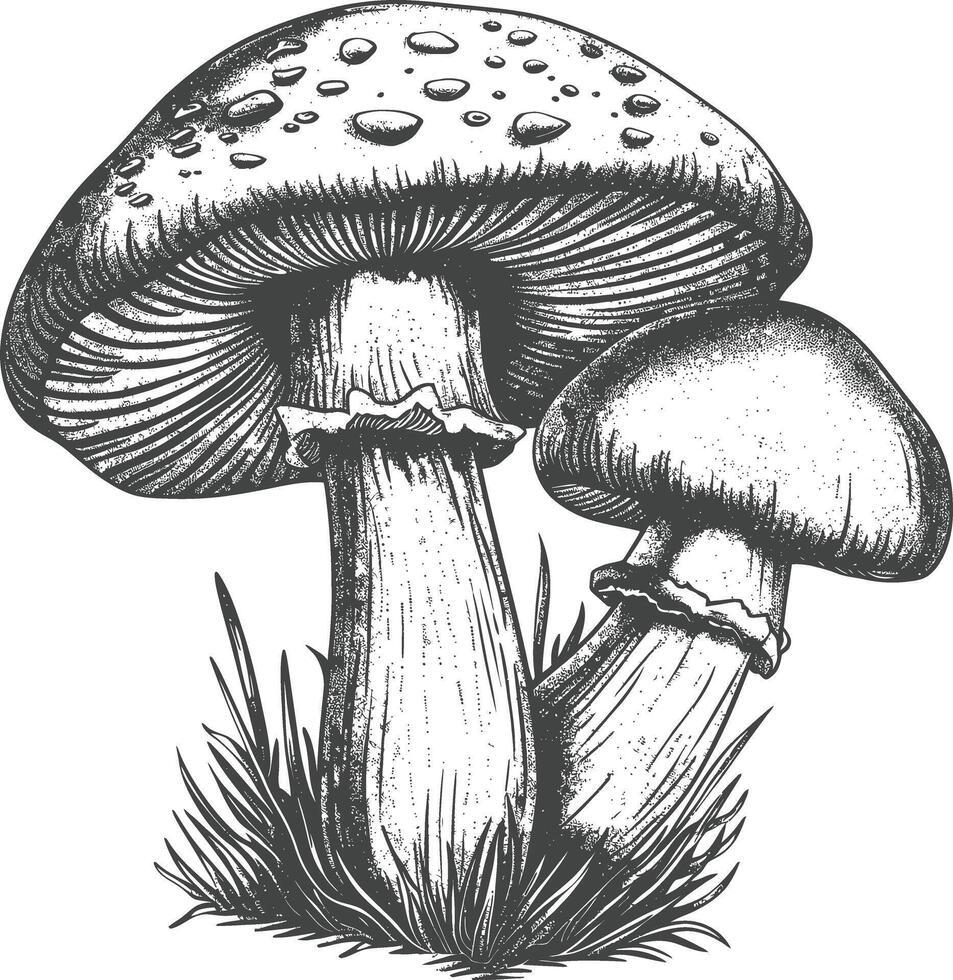 mushroom images using Old engraving style vector